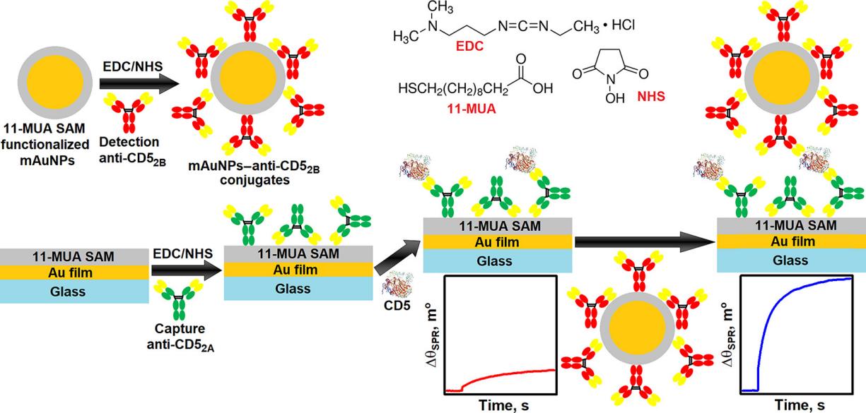 Fig. 1:Changes in the structure of CD5.