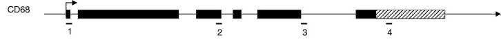 Fig. 1:Changes in the structure of CD68