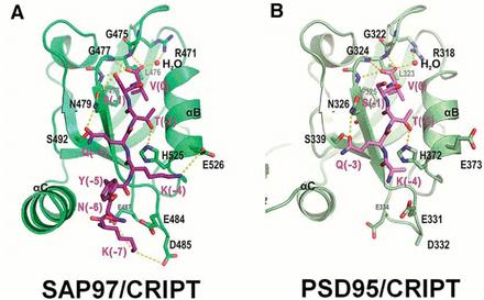 Fig. 1:Changes in the structure of CRIPT