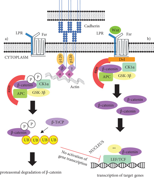 Fig. 1:Changes in the structure of CTNNB1. (OA Literature)