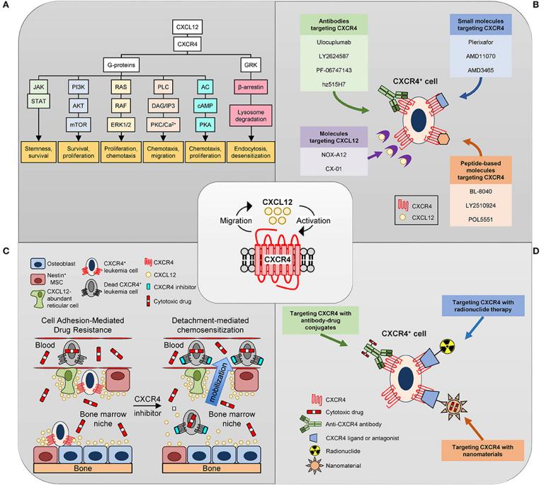 Fig. 1:Changes in the structure of CXCR4. (OA Literature)
