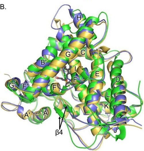 Fig. 1:Changes in the structure of CYP1A2