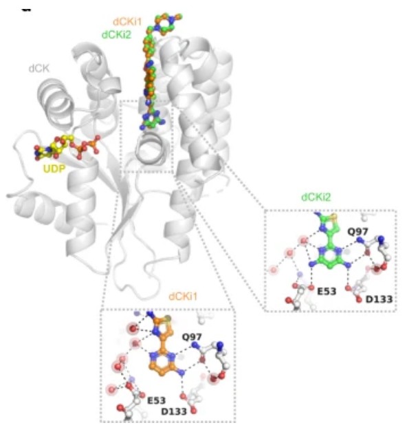 Fig. 1:Changes in the structure of DCK. (OA Literature)