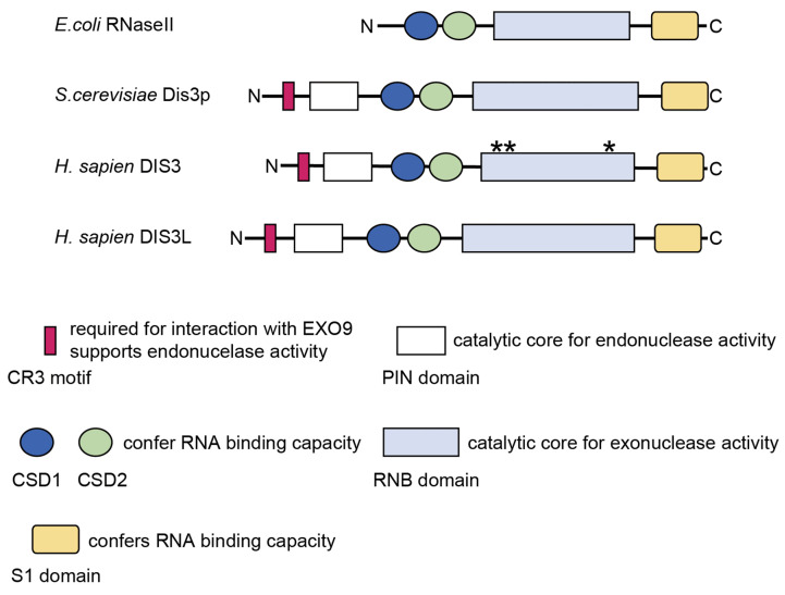 Fig. 1:Motif and domains of the DIS3 protein family.