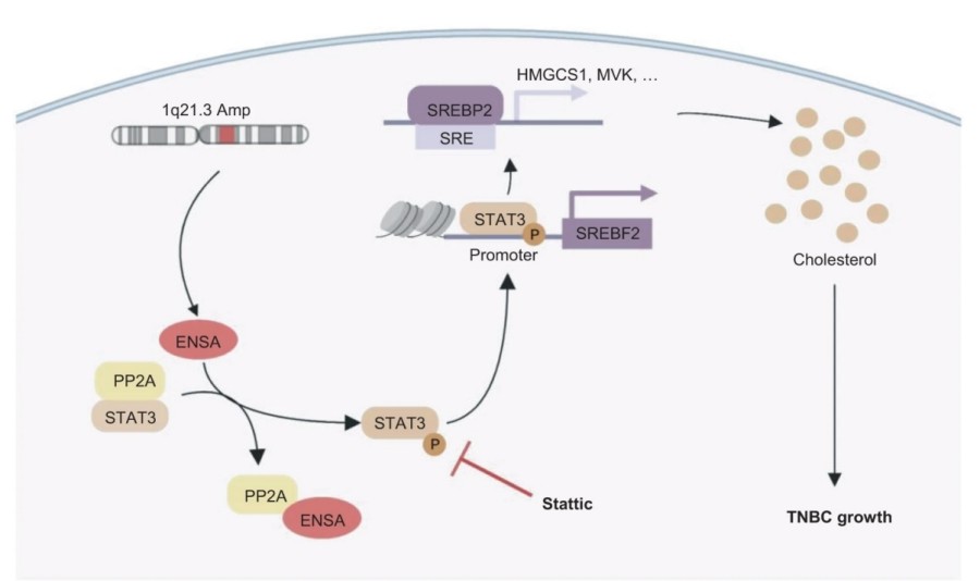 Fig. 1:Changes in the structure of ENSA. (OA Literature)