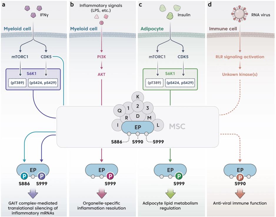 Fig. 1:Changes in the structure of EPRS.