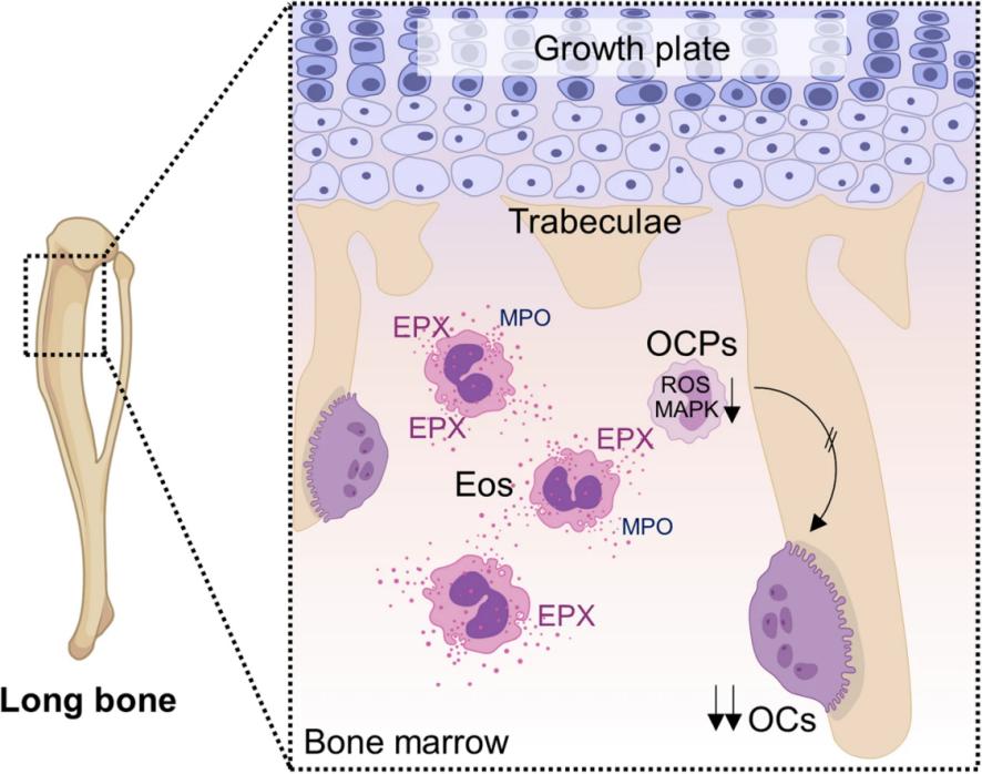 Fig. 1:Changes in the structure of EPX. (OA Literature)