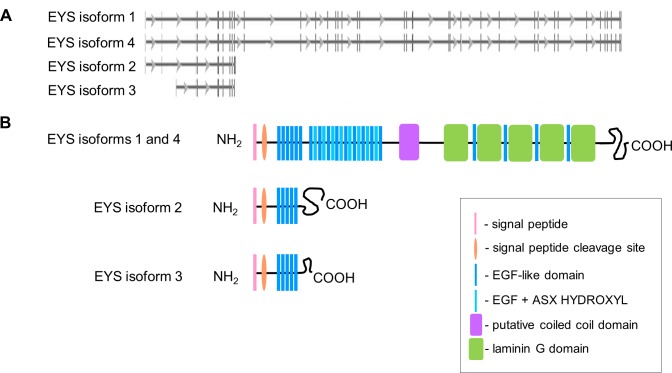 Fig. 1:EYS has four isoforms annotated in genomic and protein databases: a summary of the genomic and protein structure of EYS isoforms.