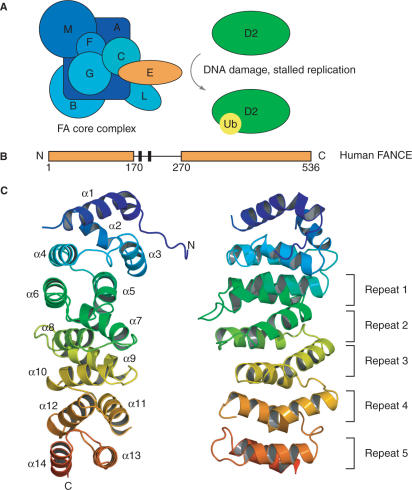 Fig. 1:Structure of human FANCE