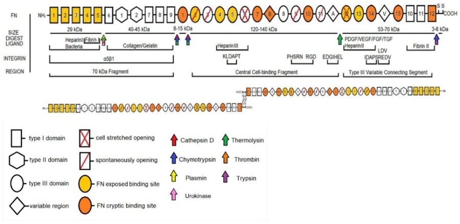Fig. 1:A schematic of the domains of FN with relevant structural features, cleavage sites, nomenclature, and integrin binding.