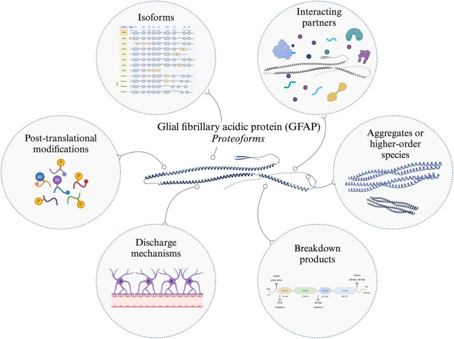 Fig. 1:Changes in the structure of GFAP