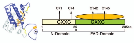 Fig. 1:Schematic model of GFER structure.
