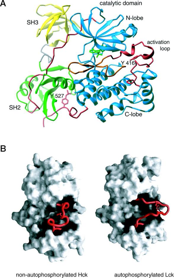 Fig. 1:Changes in the structure of HCK