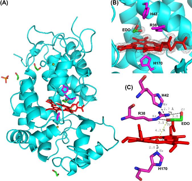 Fig. 1:The structure of recombinant ferric HRP.