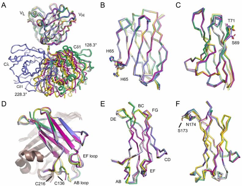 Fig. 1:Changes in the structure of IgD