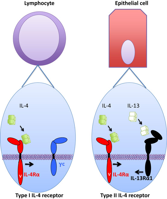 Fig. 1:Changes in the structure of IL4