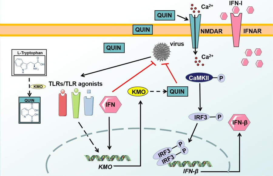 Fig. 1:Changes in the structure of KMO