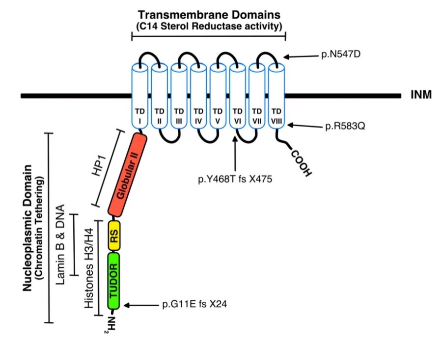 Fig. 1:Changes in the structure of LBR