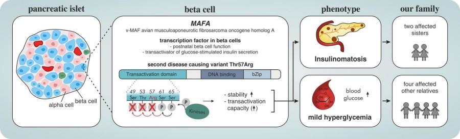 Fig. 1:Changes in the structure of MAFA. (OA Literature)