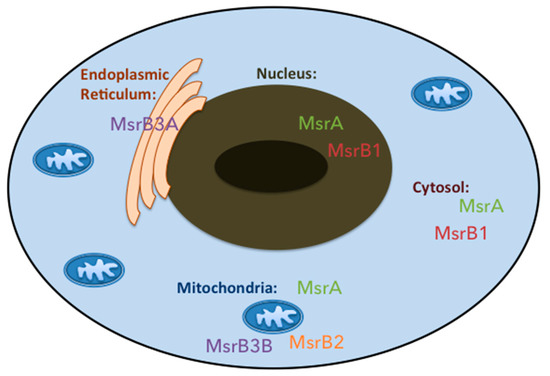 Fig. 1:Changes in the structure of MSRA