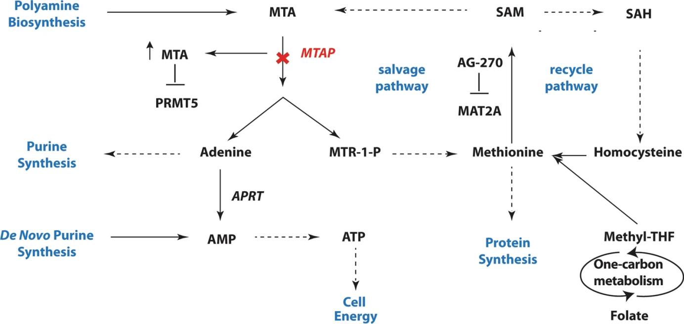 Fig. 1:Changes in the structure of MTAP.