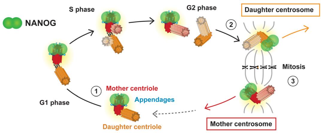 Fig. 1:Changes in the structure of NANOG.