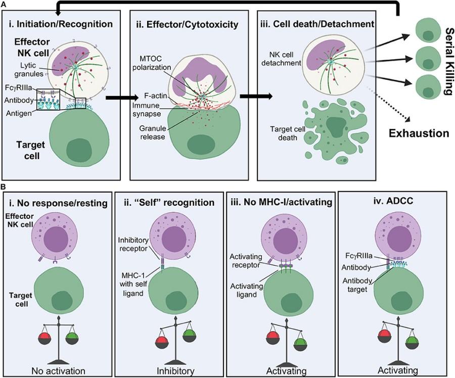 Fig. 1:Changes in the structure of NK Cell