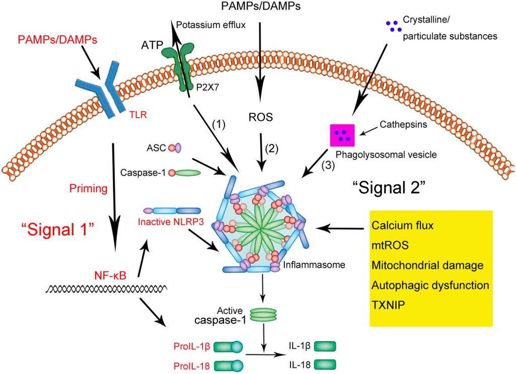 Fig. 1:Changes in the structure of NLRP3. (OA Literature)