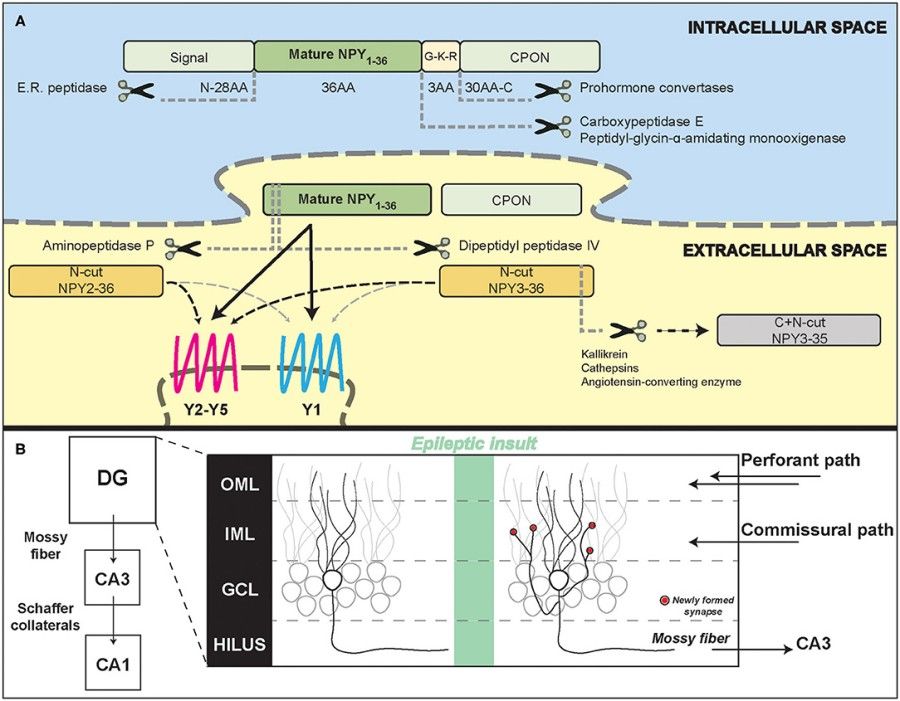 Fig. 1:Changes in the structure of NPY. (OA Literature)