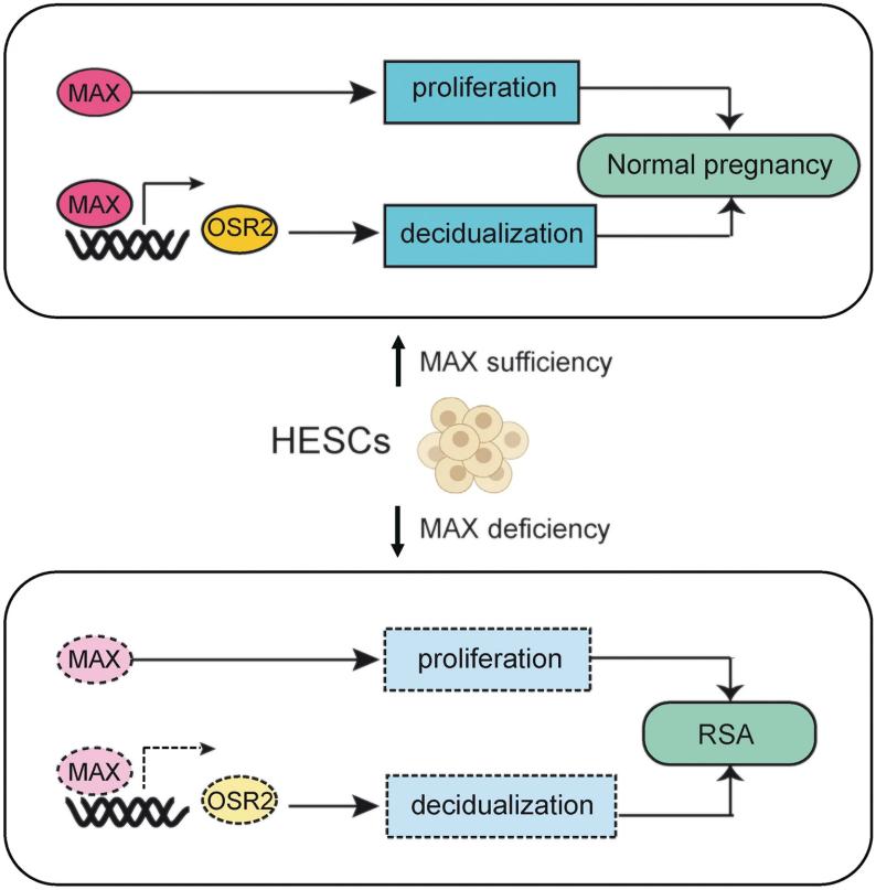 Fig. 1:Changes in the structure of OSR2.