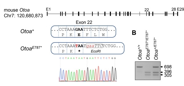 Fig. 1:Changes in the structure of OTOA.