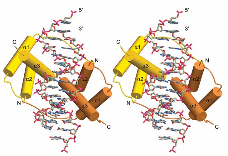 Fig. 1:Stereo view of the PAX3 HD-DNA complex.