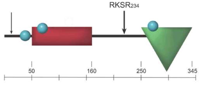 Fig. 1:The domains of PDGFC.