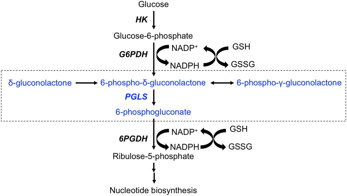 Fig. 1:Changes in the structure of PGLS.