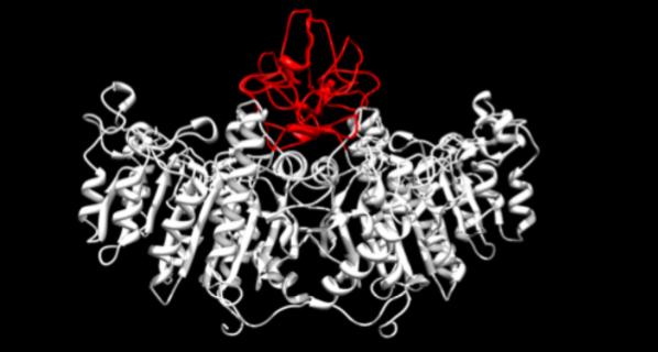 Fig. 1:Changes in the structure of PLAP.