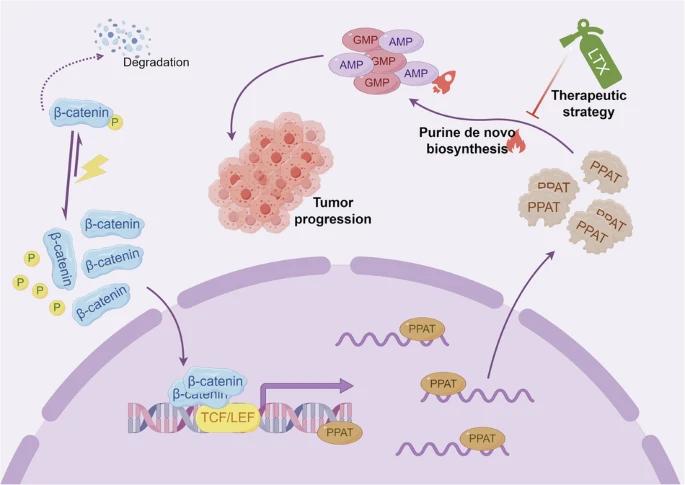 Fig. 1:Changes in the structure of PPAT.