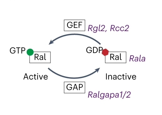 Fig. 1:Changes in the structure of RALA.