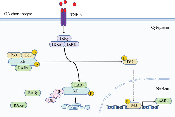 Fig. 1:Changes in the structure of RARG