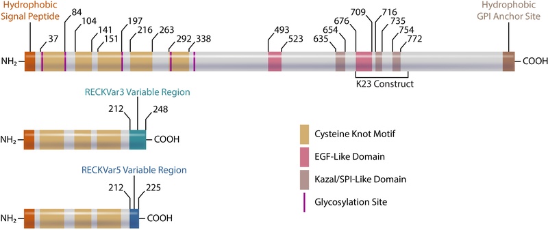 Fig. 1:Domains/motifs of canonical RECK (top) and RECK isoforms. 