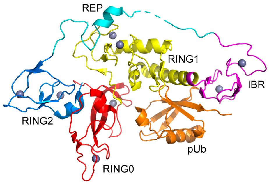 Fig. 1:Changes in the structure of RING1.