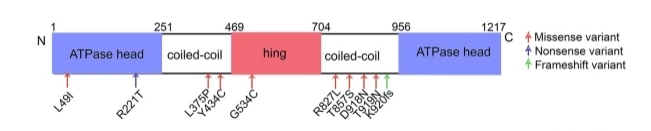Fig. 1:Changes in the structure of SMC3. (OA Literature)