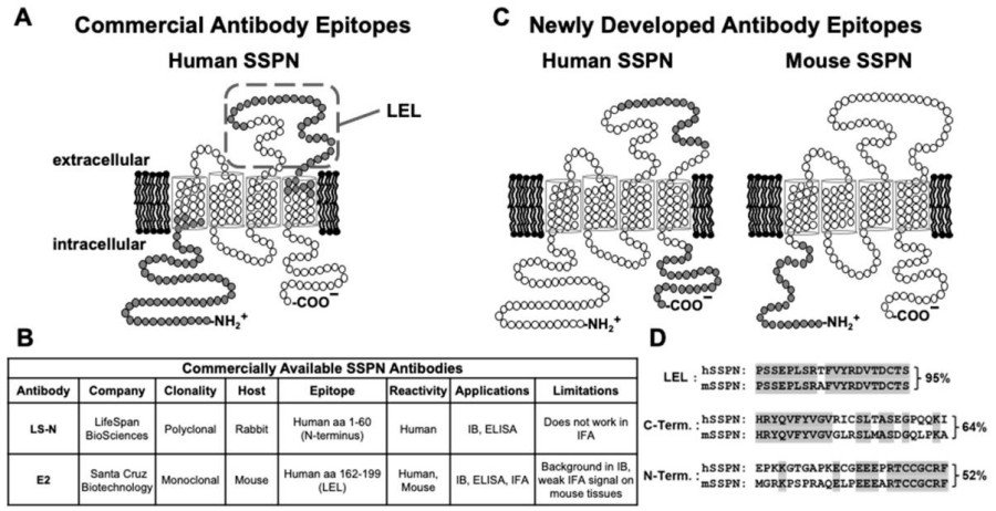 Fig. 1:Changes in the structure of SSPN.