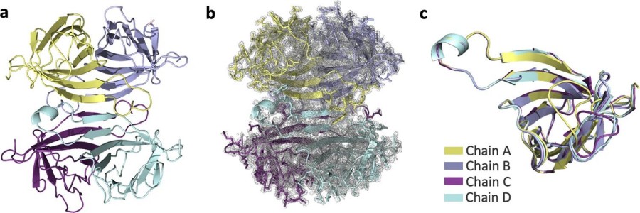 Fig. 1:Changes in the structure of Streptavidin