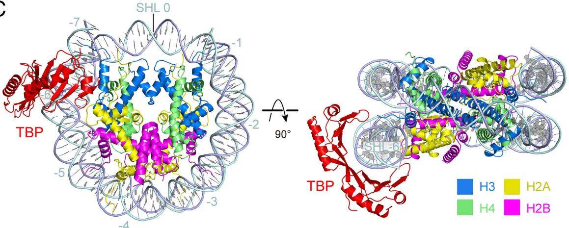 Fig. 1:Changes in the structure of TBP