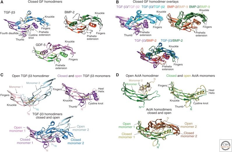 Fig. 1:Structures of transforming growth factor β (TGF-β) family growth factors (GFs). 