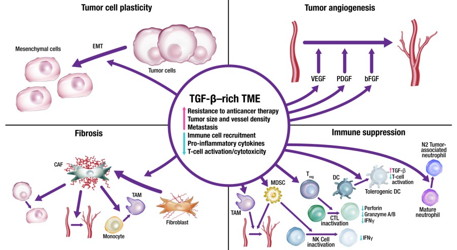 Fig. 1:Changes in the structure of TGF-β.