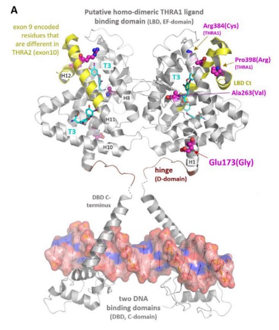 Fig. 1:Changes in the structure of THRA. (OA Literature)