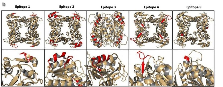 Fig. 1:Changes in the structure of TK1.