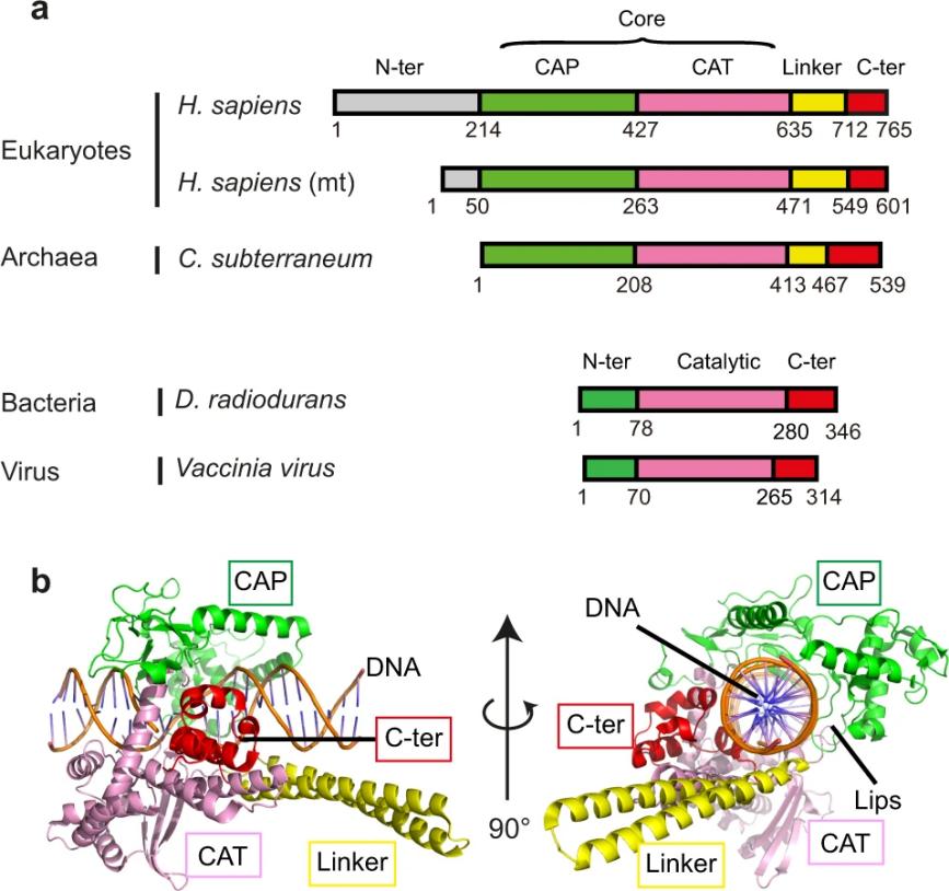 Fig. 1:Changes in the structure of TOP1. (OA Literature)