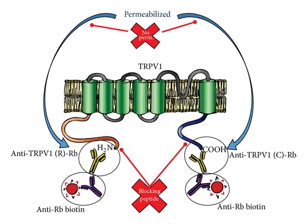 Fig. 1:Changes in the structure of TRPV1